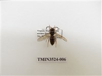 藏品(阿里山黃胡蜂)的圖片